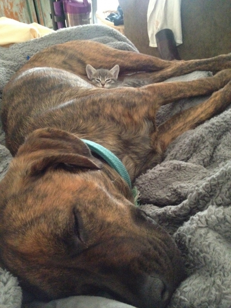 Illustration de l'article : Quand les chats prennent les chiens pour matelas