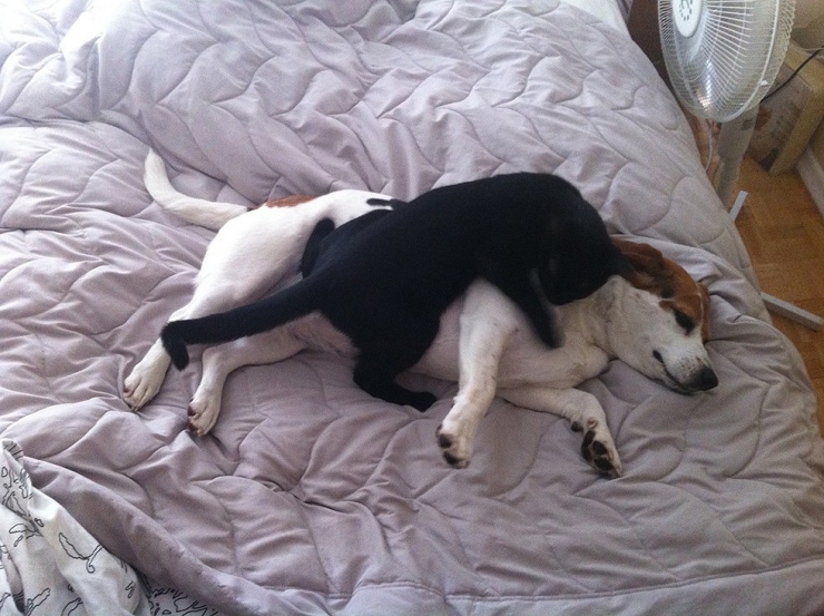 Illustration de l'article : Quand les chats prennent les chiens pour matelas