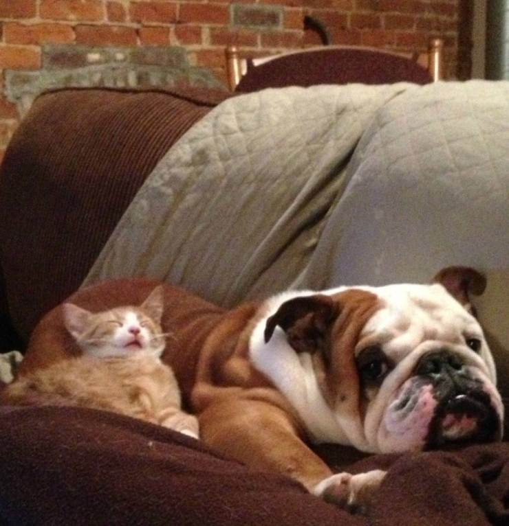Illustration de l'article : Quand les chats prennent les chiens pour matelas