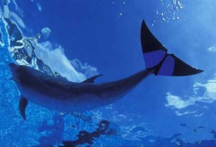 Illustration de l'article : Ces 10 animaux &agrave; qui la vie a offert une seconde chance ! Des images qui font plaisir &agrave; voir ! 