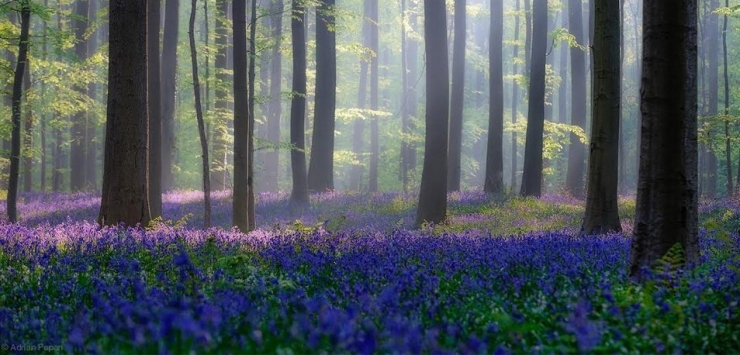 Illustration de l'article : Voici les 13 plus belles for&ecirc;ts du monde. D&eacute;paysement garanti !