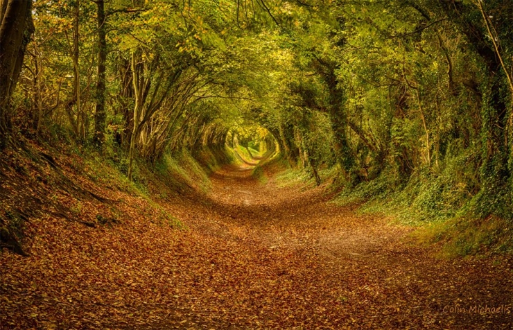 Illustration de l'article : Voici les 13 plus belles for&ecirc;ts du monde. D&eacute;paysement garanti !