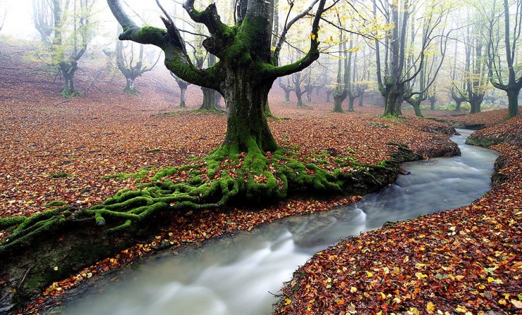 Illustration de l'article : Voici les 13 plus belles for&ecirc;ts du monde. D&eacute;paysement garanti !