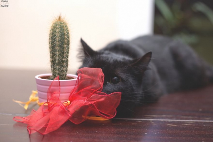 Illustration de l'article : Les chats noirs portent malheur, vraiment ? Cette photographe vous persuadera du contraire