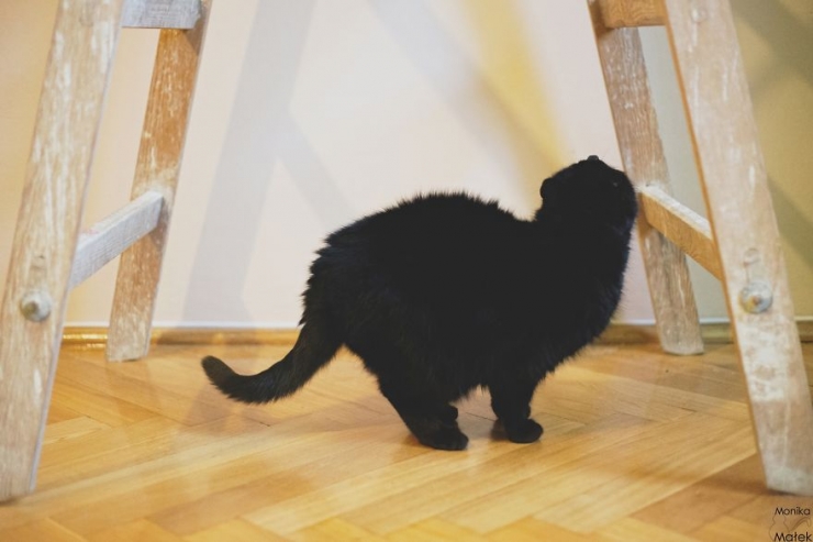 Illustration de l'article : Les chats noirs portent malheur, vraiment ? Cette photographe vous persuadera du contraire