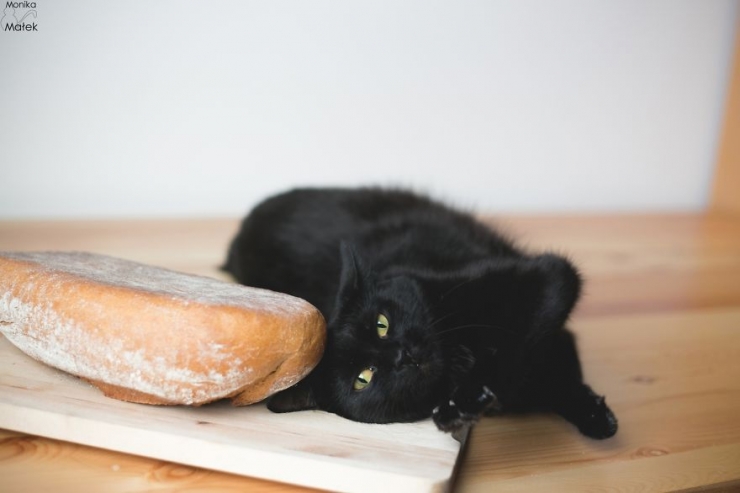 Illustration de l'article : Les chats noirs portent malheur, vraiment ? Cette photographe vous persuadera du contraire
