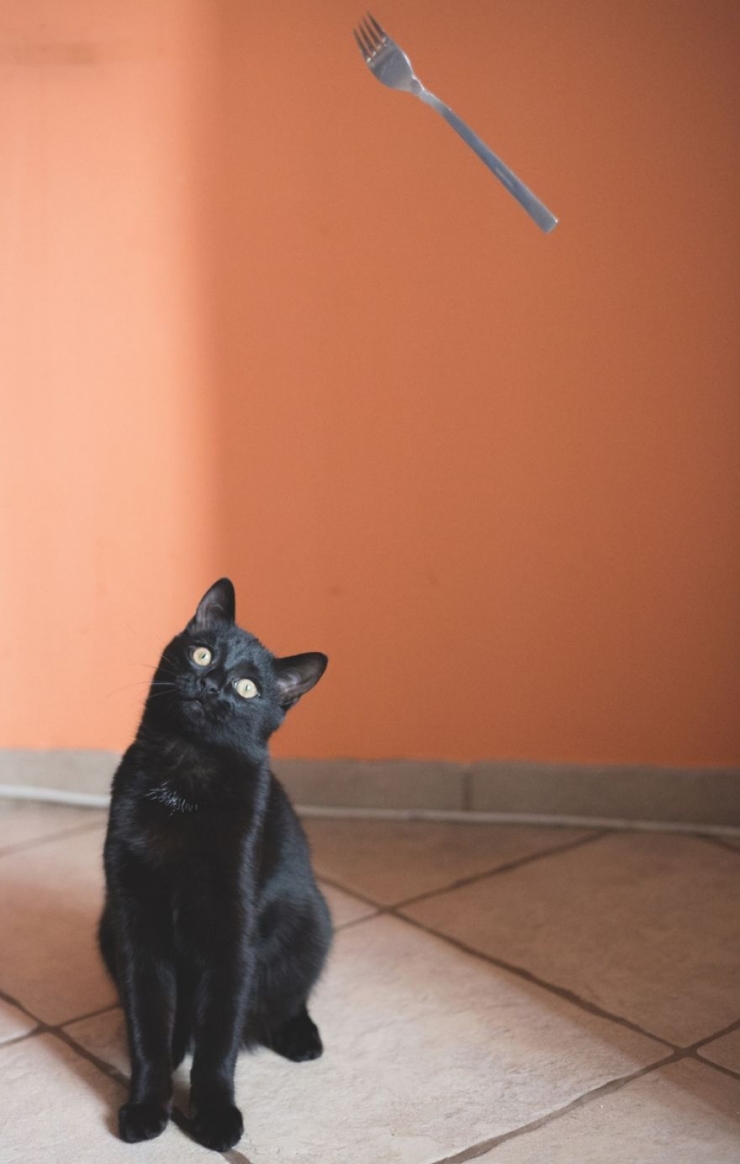 Illustration de l'article : Les chats noirs portent malheur, vraiment ? Cette photographe vous persuadera du contraire