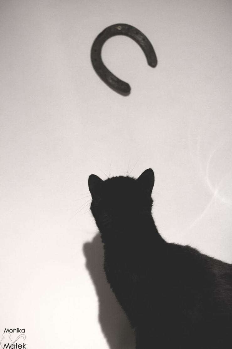 Illustration de l'article : Les chats noirs portent malheur, vraiment ? Cette photographe vous persuadera du contraire