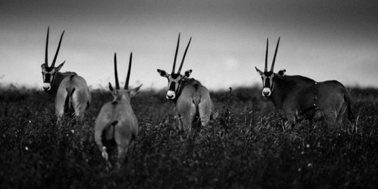 Illustration de l'article : L'Afrique sauvage comme vous ne l'avez jamais vue