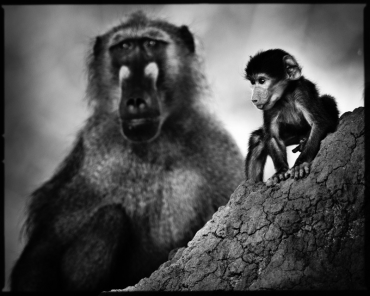 Illustration de l'article : L'Afrique sauvage comme vous ne l'avez jamais vue