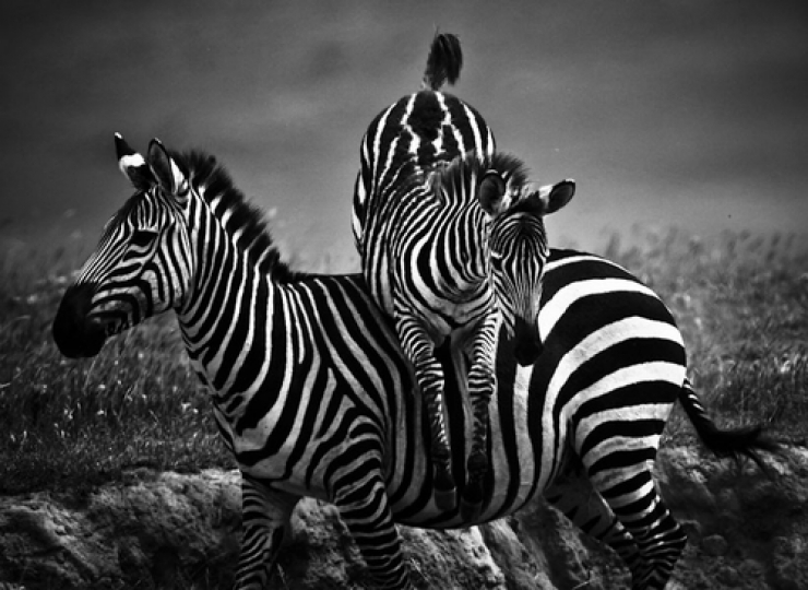 Illustration de l'article : L'Afrique sauvage comme vous ne l'avez jamais vue