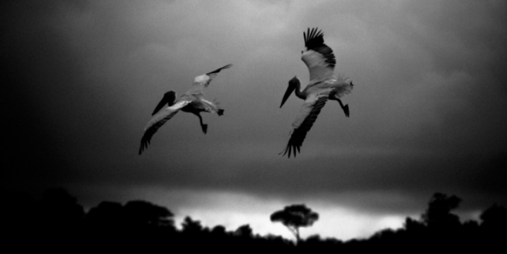 Illustration de l'article : L'Afrique sauvage comme vous ne l'avez jamais vue