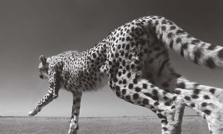 Illustration de l'article : L'Afrique sauvage comme vous ne l'avez jamais vue