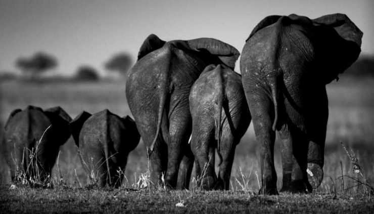 Illustration de l'article : L'Afrique sauvage comme vous ne l'avez jamais vue