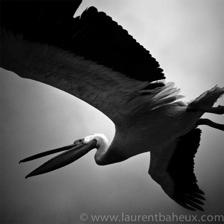 Illustration de l'article : L'Afrique sauvage comme vous ne l'avez jamais vue