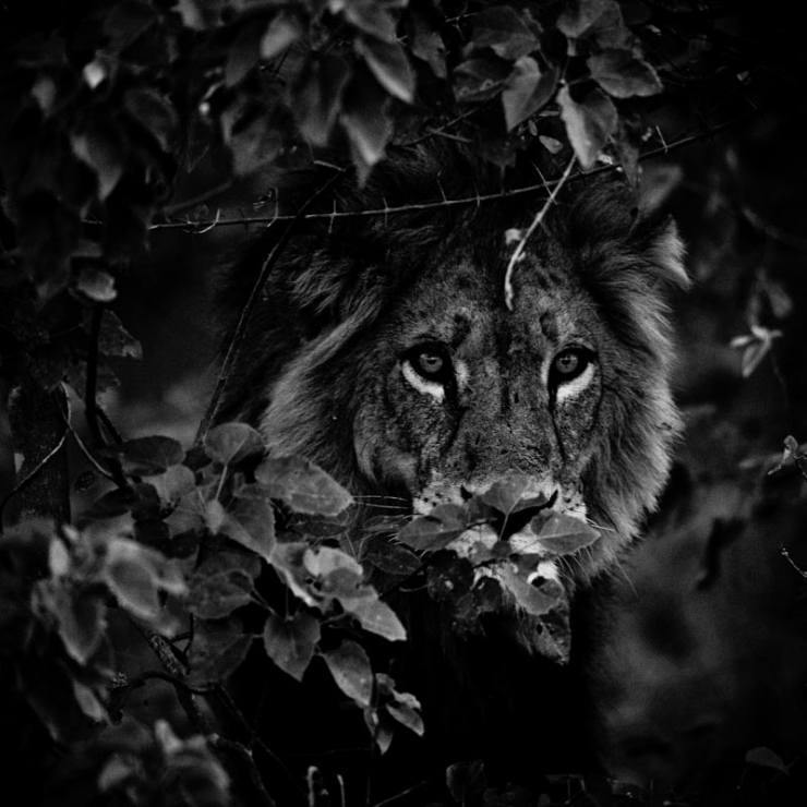 Illustration de l'article : L'Afrique sauvage comme vous ne l'avez jamais vue