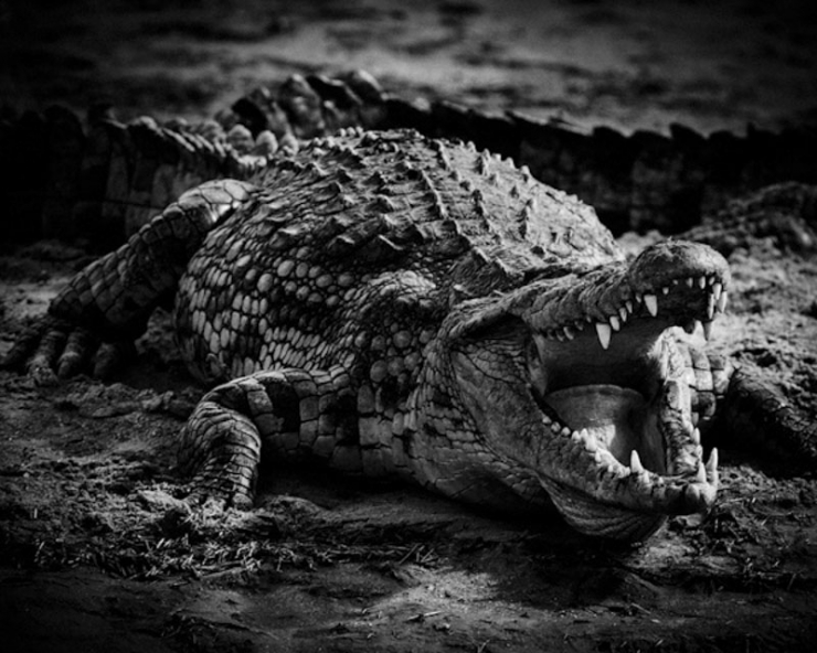 Illustration de l'article : L'Afrique sauvage comme vous ne l'avez jamais vue