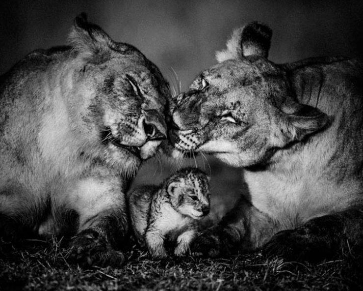 Illustration de l'article : L'Afrique sauvage comme vous ne l'avez jamais vue