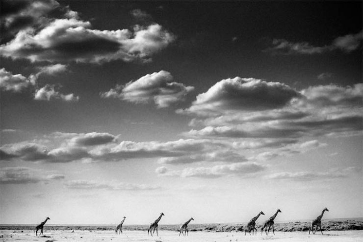 Illustration de l'article : L'Afrique sauvage comme vous ne l'avez jamais vue