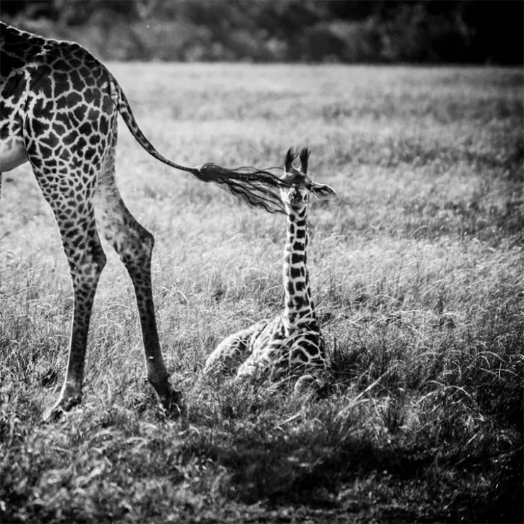 Illustration de l'article : L'Afrique sauvage comme vous ne l'avez jamais vue