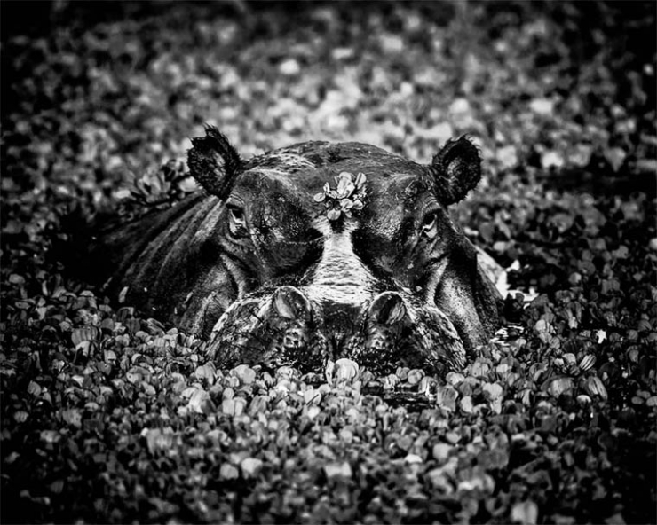 Illustration de l'article : L'Afrique sauvage comme vous ne l'avez jamais vue