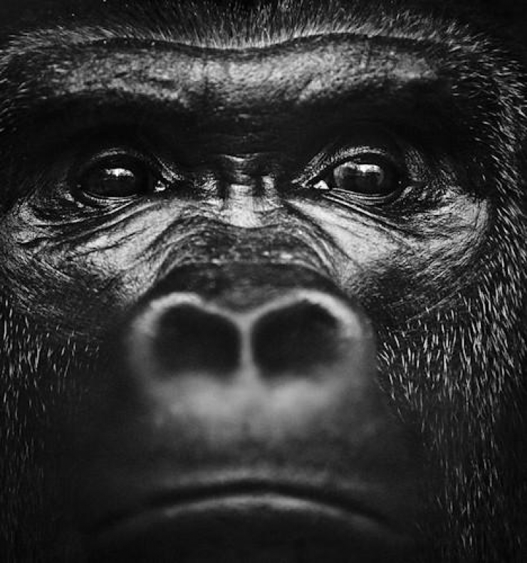 Illustration de l'article : L'Afrique sauvage comme vous ne l'avez jamais vue