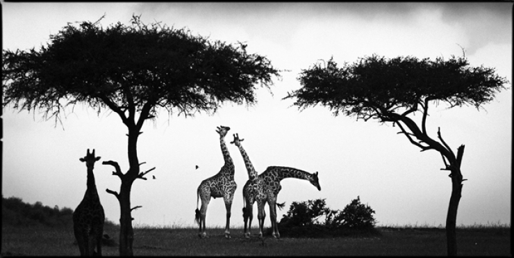 Illustration de l'article : L'Afrique sauvage comme vous ne l'avez jamais vue