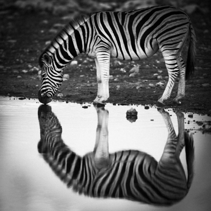 Illustration de l'article : L'Afrique sauvage comme vous ne l'avez jamais vue