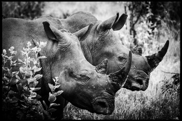 Illustration de l'article : L'Afrique sauvage comme vous ne l'avez jamais vue