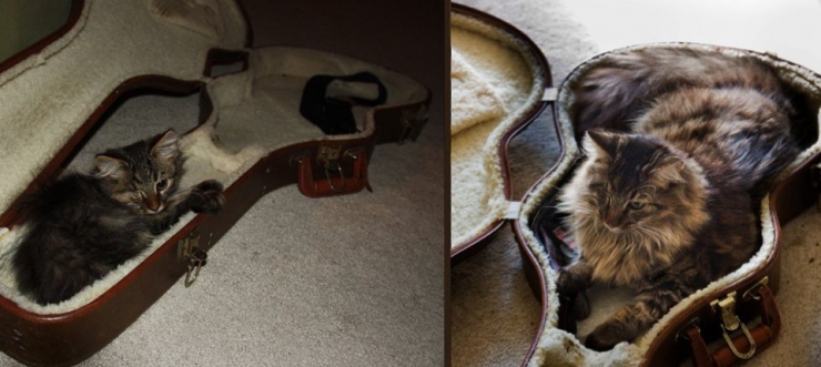 Illustration de l'article : Ces chats recréent leurs photos d'enfance pour nous faire craquer