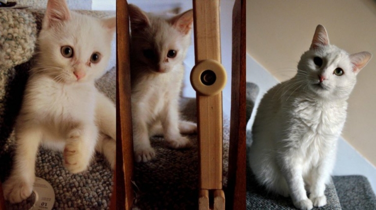Illustration de l'article : Ces chats recréent leurs photos d'enfance pour nous faire craquer