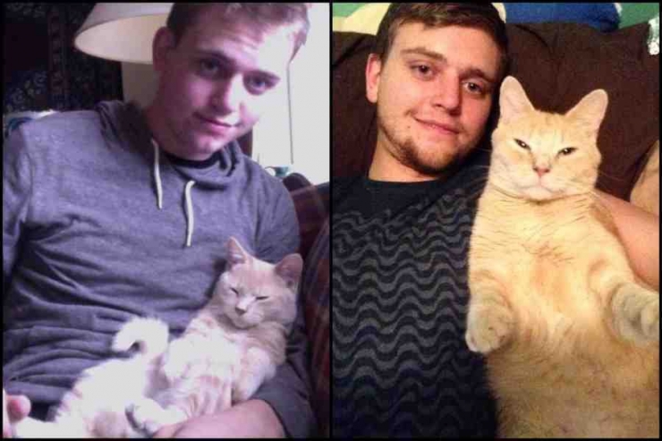 Illustration de l'article : Ces chats recréent leurs photos d'enfance pour nous faire craquer