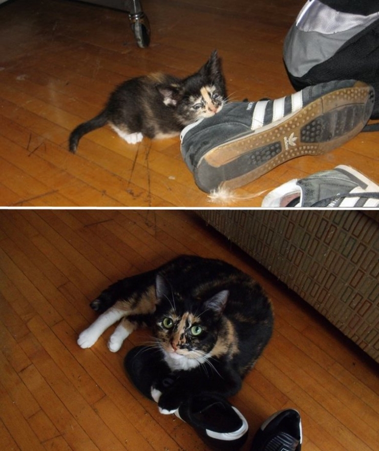 Illustration de l'article : Ces chats recréent leurs photos d'enfance pour nous faire craquer