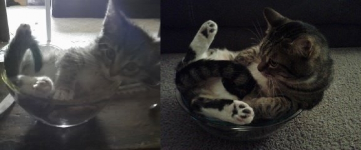 Illustration de l'article : Ces chats recréent leurs photos d'enfance pour nous faire craquer