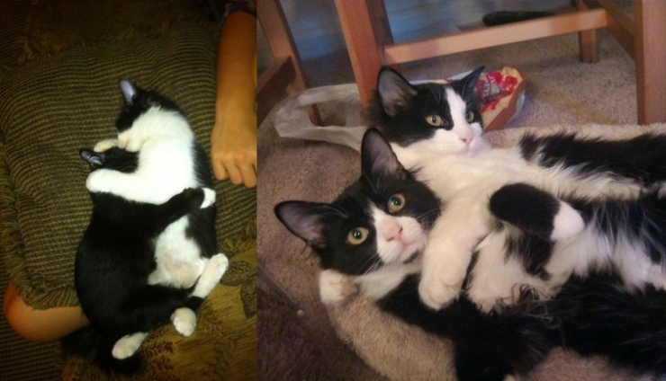 Illustration de l'article : Ces chats recréent leurs photos d'enfance pour nous faire craquer