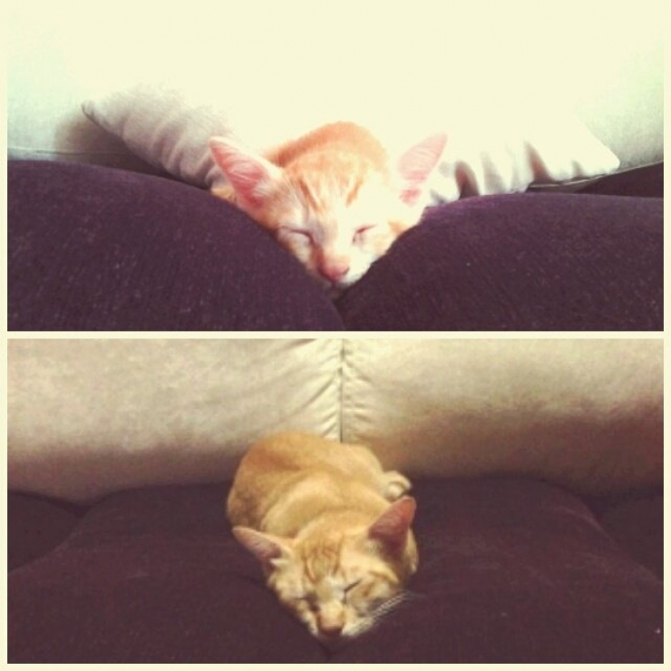 Illustration de l'article : Ces chats recréent leurs photos d'enfance pour nous faire craquer