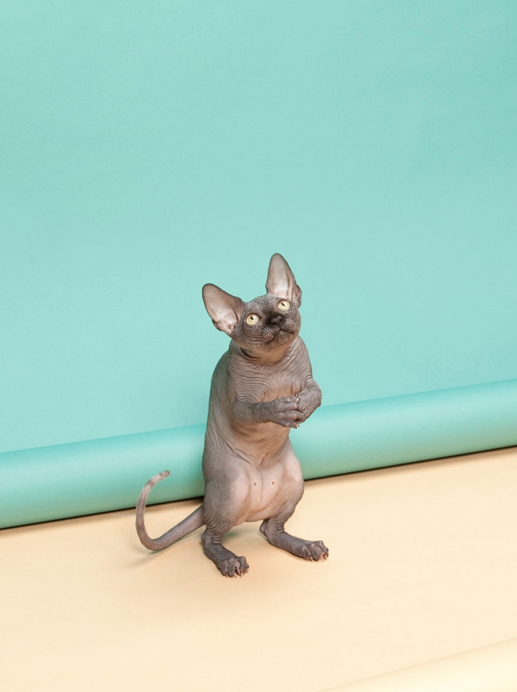 Illustration de l'article : 22 parmi les plus belles photos pr&eacute;-s&eacute;lectionn&eacute;es pour les Sony World Photography Awards 2015