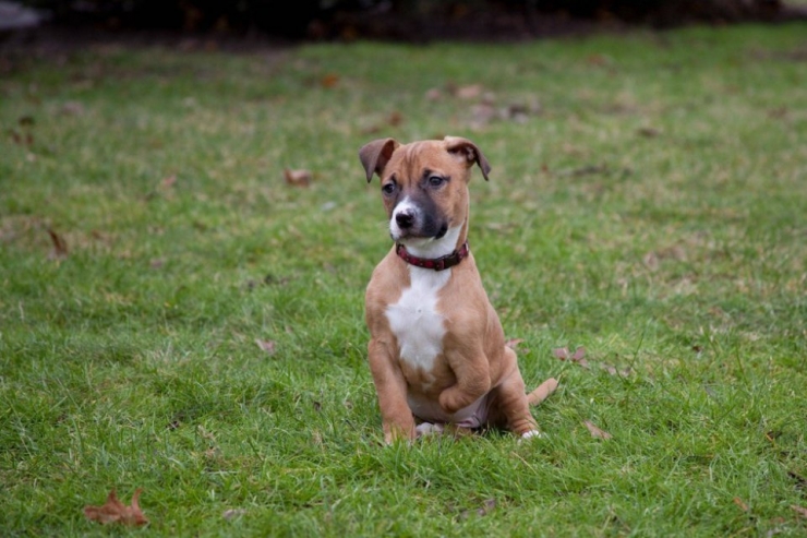 Illustration de l'article : Ces chiens ont une patte en moins, mais de la joie de vivre et de la tendresse en surplus
