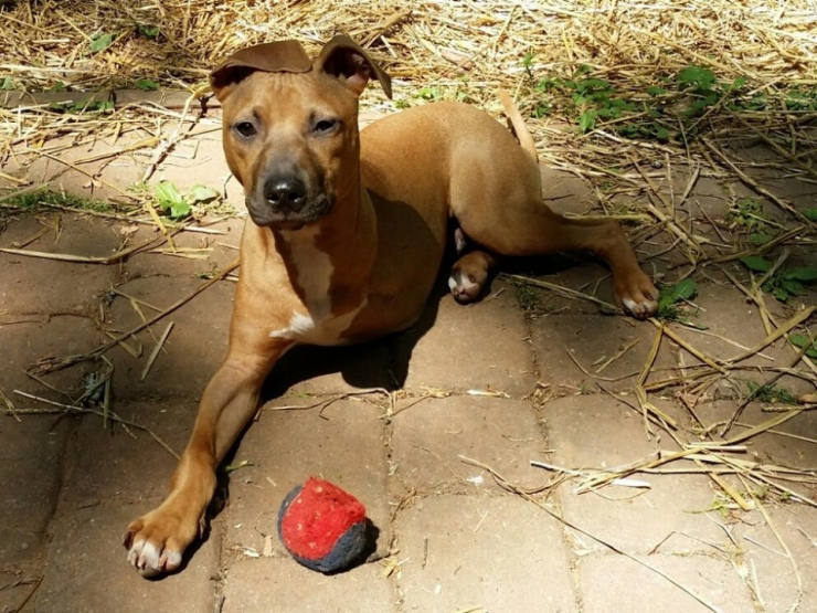 Illustration de l'article : Ces chiens ont une patte en moins, mais de la joie de vivre et de la tendresse en surplus