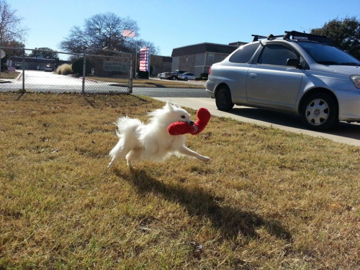 Illustration de l'article : Ces chiens ont une patte en moins, mais de la joie de vivre et de la tendresse en surplus