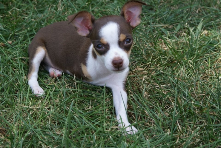 Illustration de l'article : Ces chiens ont une patte en moins, mais de la joie de vivre et de la tendresse en surplus