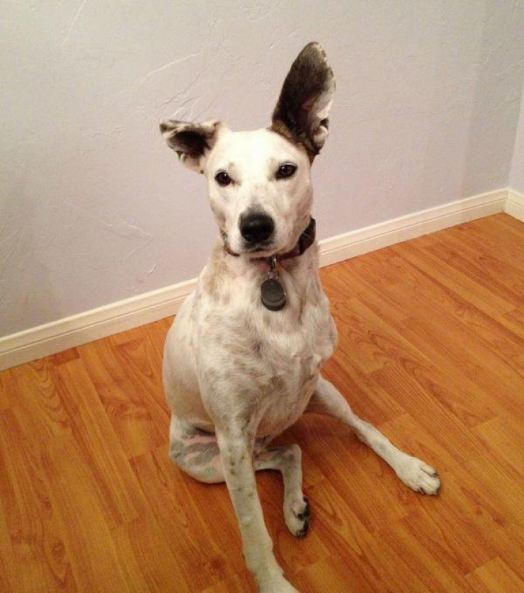 Illustration de l'article : Ces chiens ont une patte en moins, mais de la joie de vivre et de la tendresse en surplus