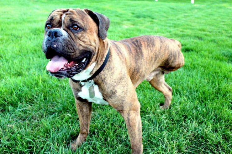 Illustration de l'article : Ces chiens ont une patte en moins, mais de la joie de vivre et de la tendresse en surplus