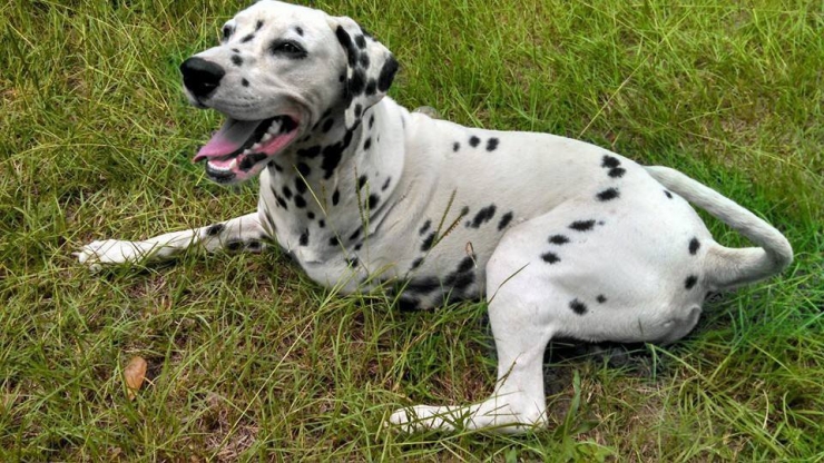 Illustration de l'article : Ces chiens ont une patte en moins, mais de la joie de vivre et de la tendresse en surplus