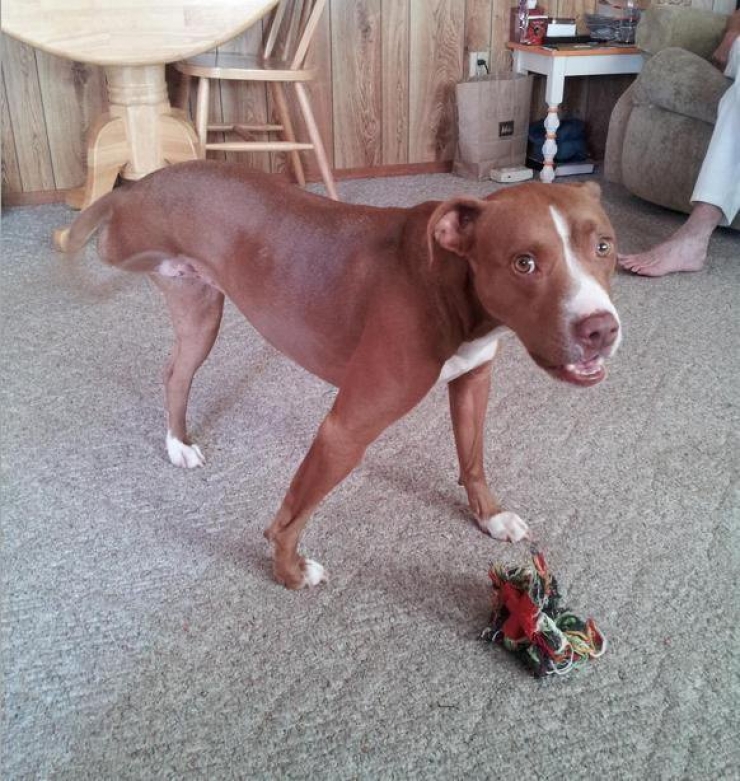 Illustration de l'article : Ces chiens ont une patte en moins, mais de la joie de vivre et de la tendresse en surplus