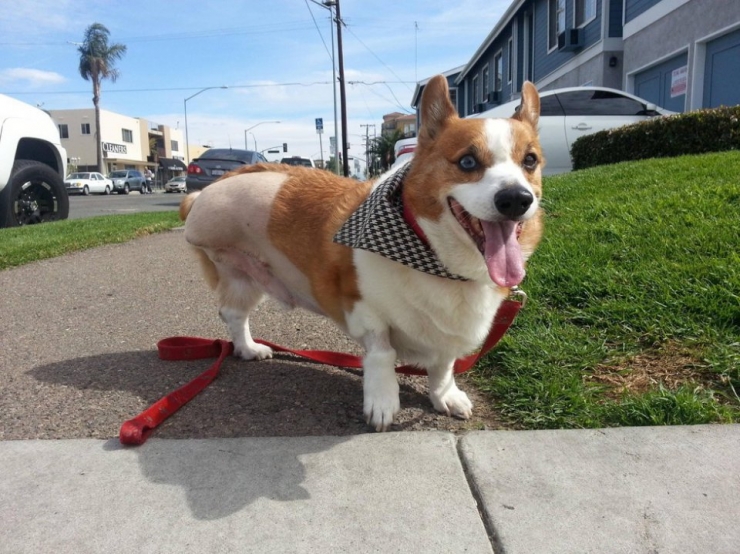 Illustration de l'article : Ces chiens ont une patte en moins, mais de la joie de vivre et de la tendresse en surplus