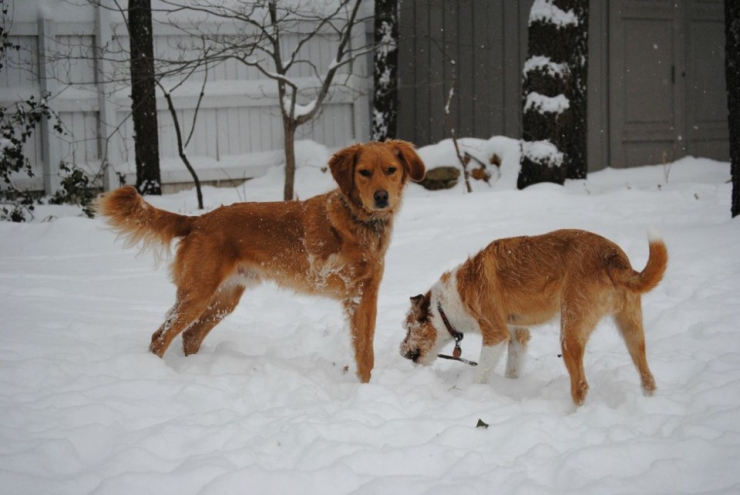 Illustration de l'article : Ces chiens ont une patte en moins, mais de la joie de vivre et de la tendresse en surplus