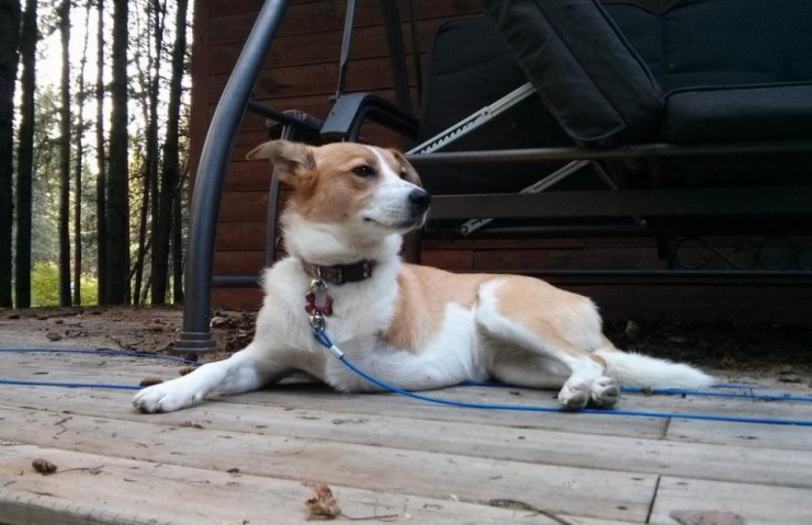 Illustration de l'article : Ces chiens ont une patte en moins, mais de la joie de vivre et de la tendresse en surplus