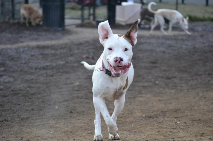Illustration de l'article : Ces chiens ont une patte en moins, mais de la joie de vivre et de la tendresse en surplus