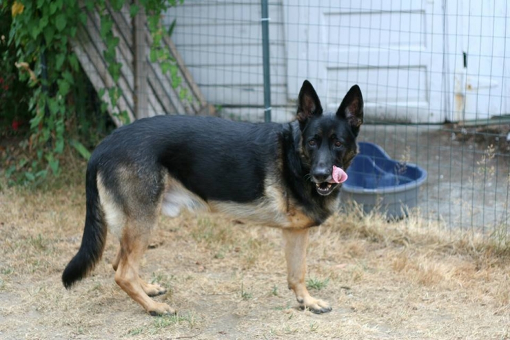 Illustration de l'article : Ces chiens ont une patte en moins, mais de la joie de vivre et de la tendresse en surplus